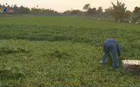 Lộ mánh khóe dùng nhớt tưới rau, nông dân Củ Chi có nguy cơ bỏ nghề