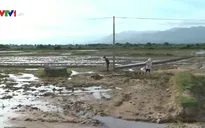 Ninh Thuận điêu đứng vì biến đổi khí hậu
