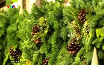 Sức hút của cây thông Noel truyền thống tại Mỹ