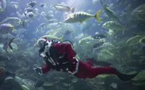 Ông già Noel trong... bể cá