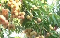 Tái cơ cấu ngành nông nghiệp - Nhiệm vụ trọng tâm năm 2016