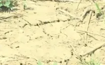 Ngành nông nghiệp Cuba thiệt hại nghiêm trọng vì El Nino