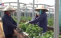 Lâm Đồng thu hút 500 triệu USD vào nông nghiệp công nghệ cao