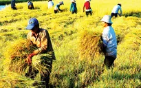 Sẽ có gói hỗ trợ 50.000 tỷ đồng cho nông nghiệp