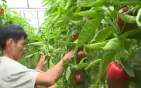 Thu nhập cao nhờ phát triển nông nghiệp công nghệ cao