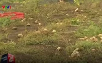 Bình Phước: Nông dân đổ bỏ nông sản vì rớt giá