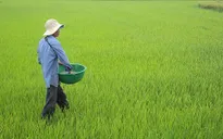 Dùng xi măng làm phân bón lúa: Lợi bất cập hại
