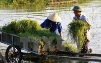 Tổng điều tra nông nghiệp, nông thôn và thủy sản