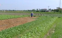 Nhiều chính sách khuyến khích DN đầu tư vào nông nghiệp, nông thôn
