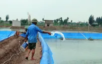 Nuôi tôm thẻ 2,5 tháng, lãi 300 triệu đồng/ha