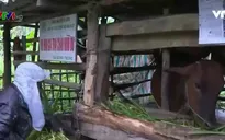 TT-Huế: Giúp người dân cải thiện sinh kế để bảo vệ rừng