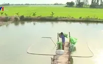 Sau tôm, lại xảy ra tranh chấp cá lóc - cây lúa ở Đồng Tháp