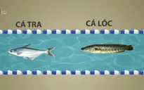 Bí đầu ra cho cá lóc nuôi