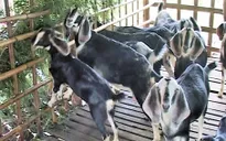 Đồng Nai: Không được cấp giấy kiểm dịch, người nuôi dê gặp khó