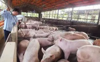 Chưa thể xuất đi Trung Quốc, hàng trăm nghìn tấn heo ùn ứ ở Đồng Nai