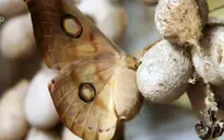Nghề nuôi tằm giúp nhiều người dân Ấn Độ thoát nghèo