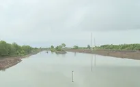 Cà Mau sẽ mở rộng thêm 10.000 ha tôm sinh thái
