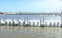 Nuôi tôm thay trồng lúa, rủi ro cao