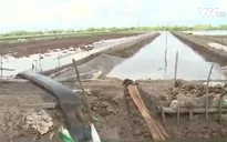 Khi con tôm giết chết cây lúa ở Kiên Giang