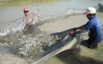 Tìm giải pháp phát triển nuôi tôm nước lợ