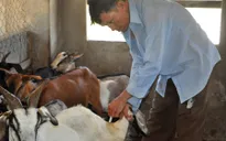 Tiền Giang: Giá dê tăng cao, người nuôi ồ ạt phát triển đàn