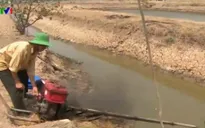45% diện tích nuôi tôm ở Cà Mau bị bỏ hoang