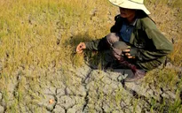Giải pháp cho tranh chấp tôm - lúa