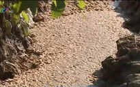 Người dân Sơn La bức xúc vì cơ sở chế biến bột dong thủ công gây ô nhiễm