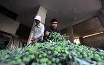 Vụ mùa ôliu bội thu của nông dân dải Gaza