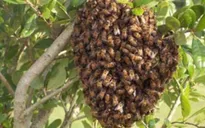 Cứu sống bệnh nhân bị ong vò vẽ đốt hơn 100 vết