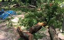TP.HCM: Cây cổ thụ tét nhánh, đè trúng cụ bà
