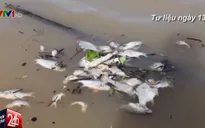 Sở TNMT Bình Phước: Cá chết trên sông Sài Gòn là do... trời mưa