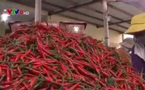 Giá ớt tươi tăng vọt, “nhảy múa” từng giờ