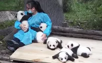 Kiếm bộn tiền từ nghề ôm… gấu trúc