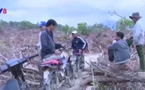 Nghịch lý phá rừng để... trồng rừng