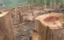 Mất rừng vì... lâm tặc "nhờn" luật