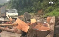Triệt phá băng nhóm lâm tặc phá rừng quy mô lớn
