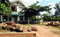 Quảng Trị: Ngang nhiên tàn phá rừng phòng hộ Vĩnh Linh