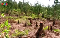Rừng phòng hộ ven biển Bình Định bị tàn phá không thương tiếc