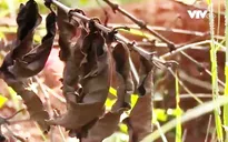 Nông dân khánh kiệt vì nạn phân bón giả