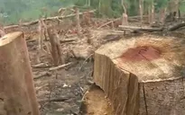 Quảng Trị lần đầu tiên khởi tố vụ án phá rừng