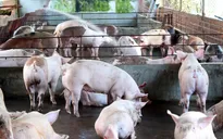 Bình Dương xử phạt 2 cở sở nuôi lợn bằng chất tạo nạc