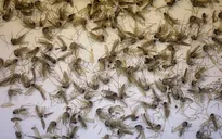 Muỗi xuất hiện nhiều bất thường ở các khu dân cư Bạc Liêu