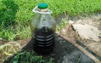 Bắt quả tang chủ ruộng tưới rau muống bằng dầu nhớt ở TP.HCM