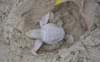 Phát hiện rùa con bạch tạng cực hiếm gặp