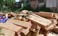 Quảng Nam phát hiện thêm nhiều gốc pơ mu bị chặt phá