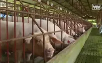 Phạt tù người sử dụng chất cấm trong chăn nuôi: Liệu có dễ?
