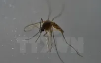 Philippines xác nhận 3 ca nhiễm virus Zika mới