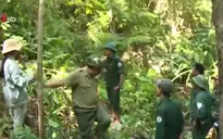 Chi trả đúng phí môi trường rừng: Nâng cao hiệu quả bảo vệ rừng