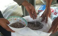 Cử tri Long An bức xúc vấn nạn phân bón giả